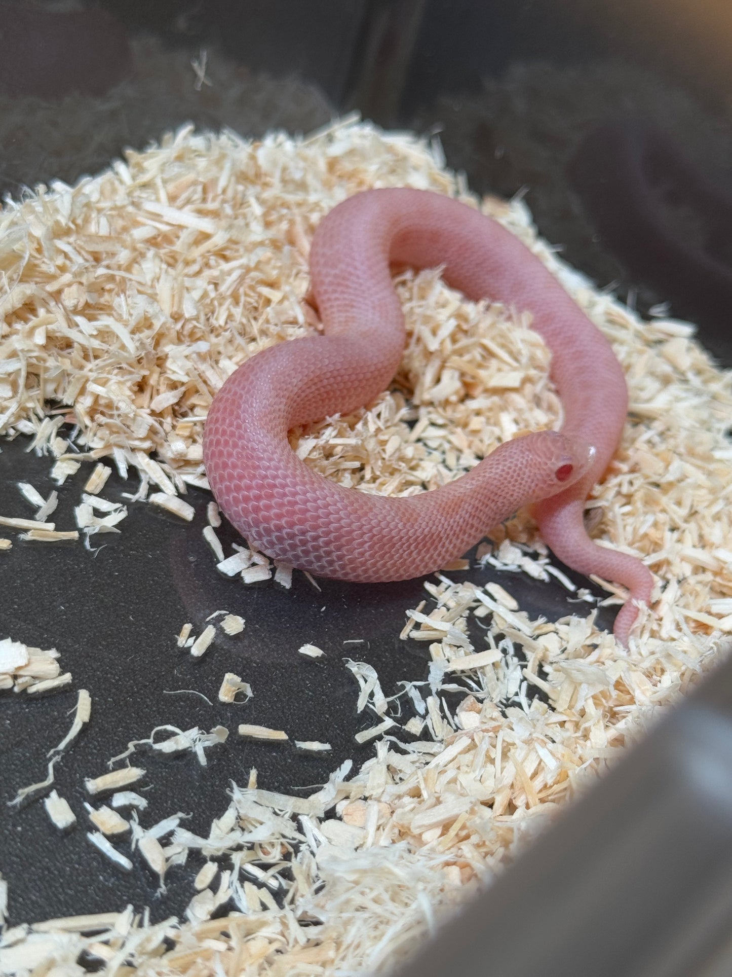 2025 超級北極太陽爆炸康達 ♀ (H25358)