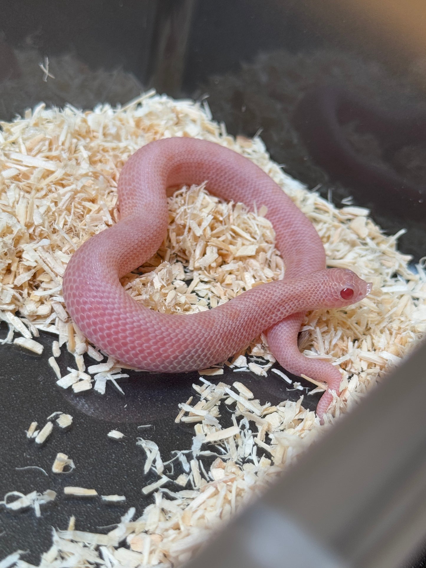 2025 超級北極太陽爆炸康達 ♀ (H25358)