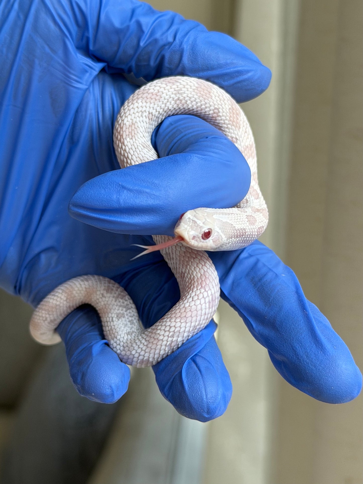 2025 雪白康達 ♂ (H25288)