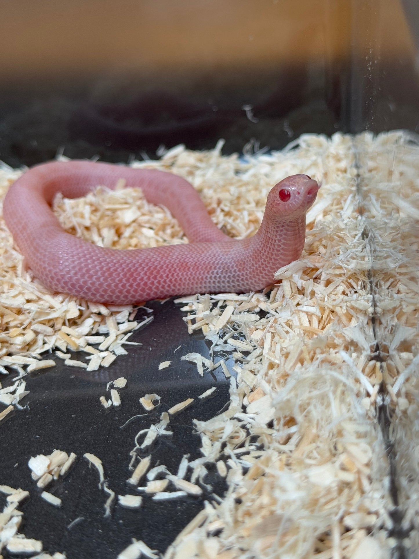 2025 超級北極太陽爆炸康達 ♀ (H25358)