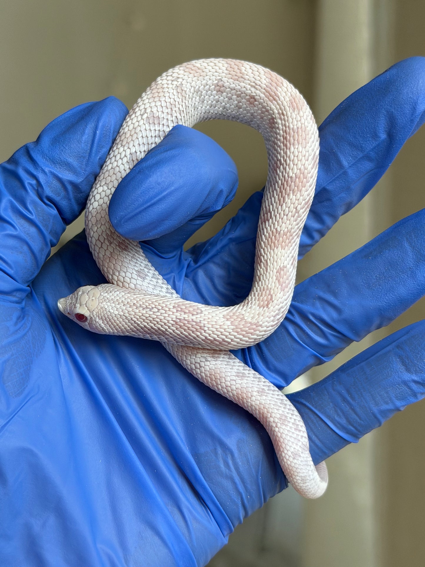 2025 雪白康達 ♂ (H25288)