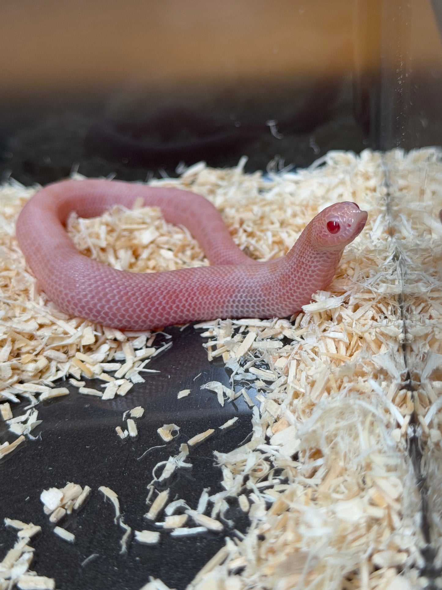 2025 超級北極太陽爆炸康達 ♀ (H25358)