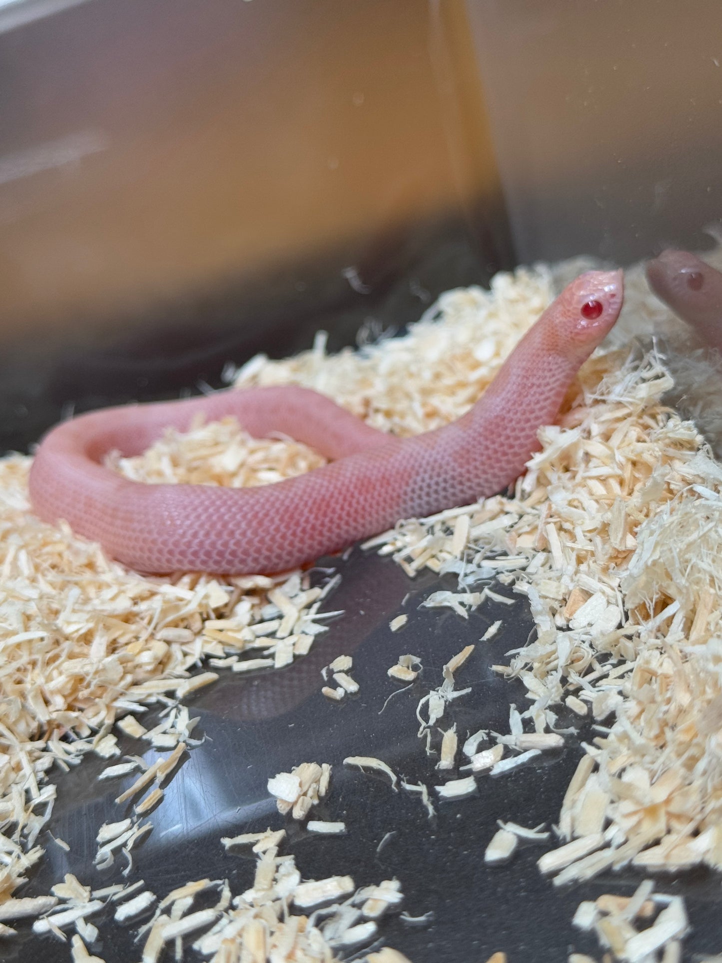 2025 超級北極太陽爆炸康達 ♀ (H25358)