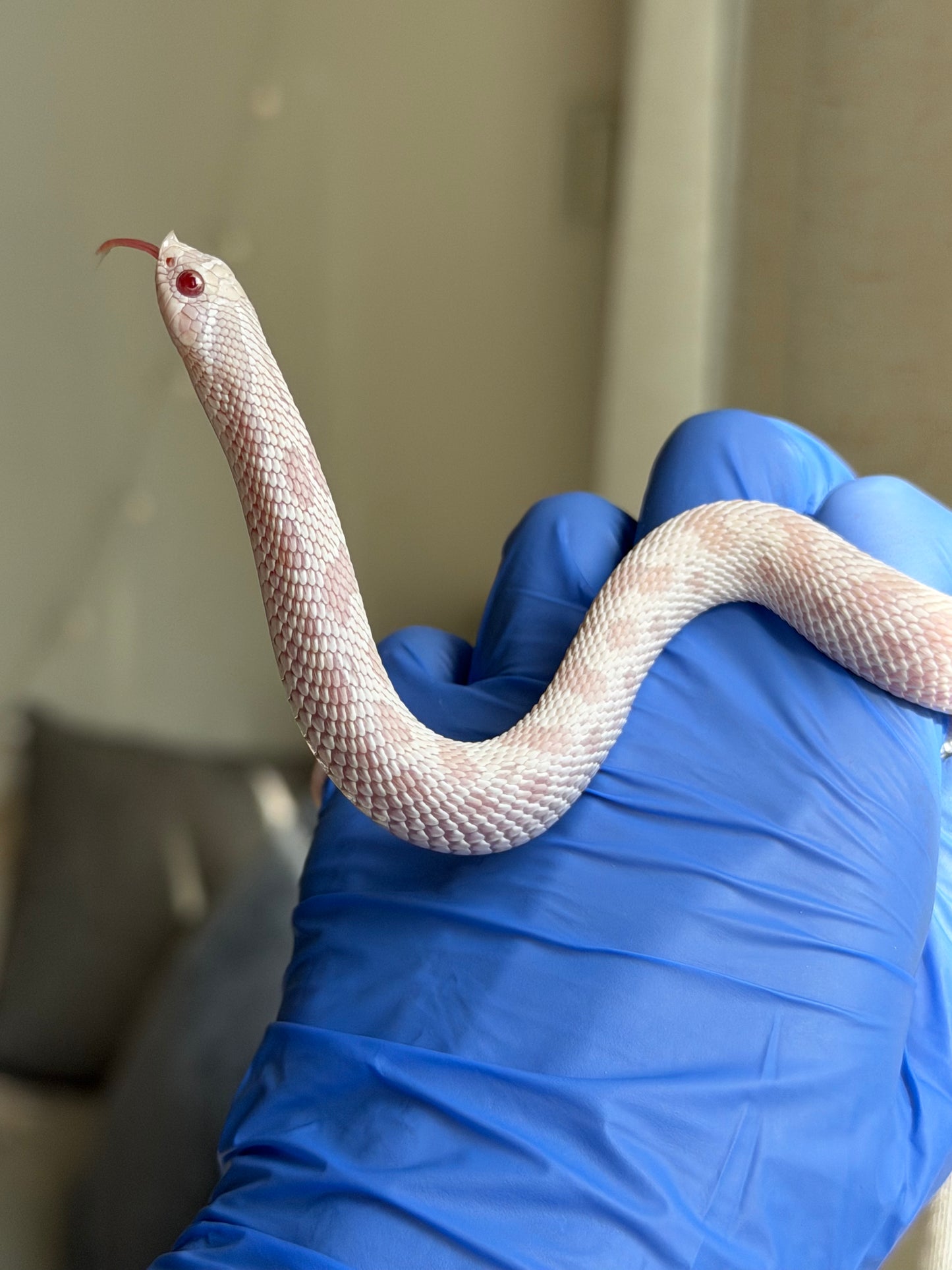 2025 雪白康達 ♂ (H25288)