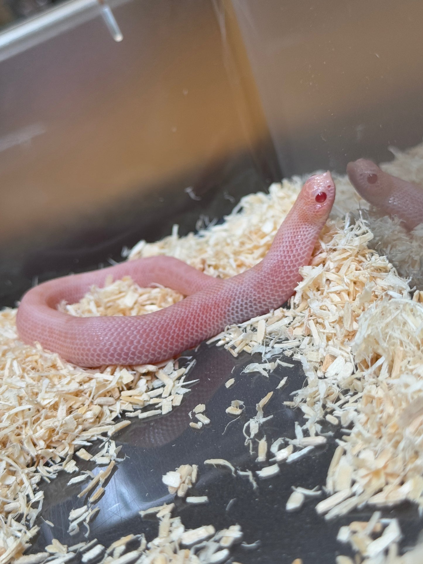 2025 超級北極太陽爆炸康達 ♀ (H25358)