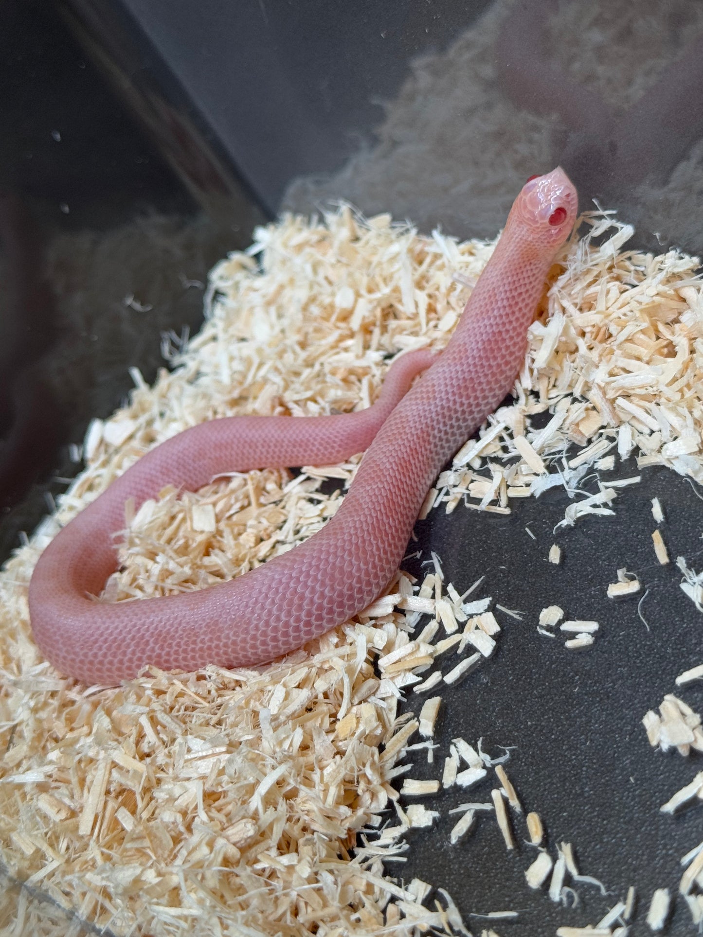 2025 超級北極太陽爆炸康達 ♀ (H25358)