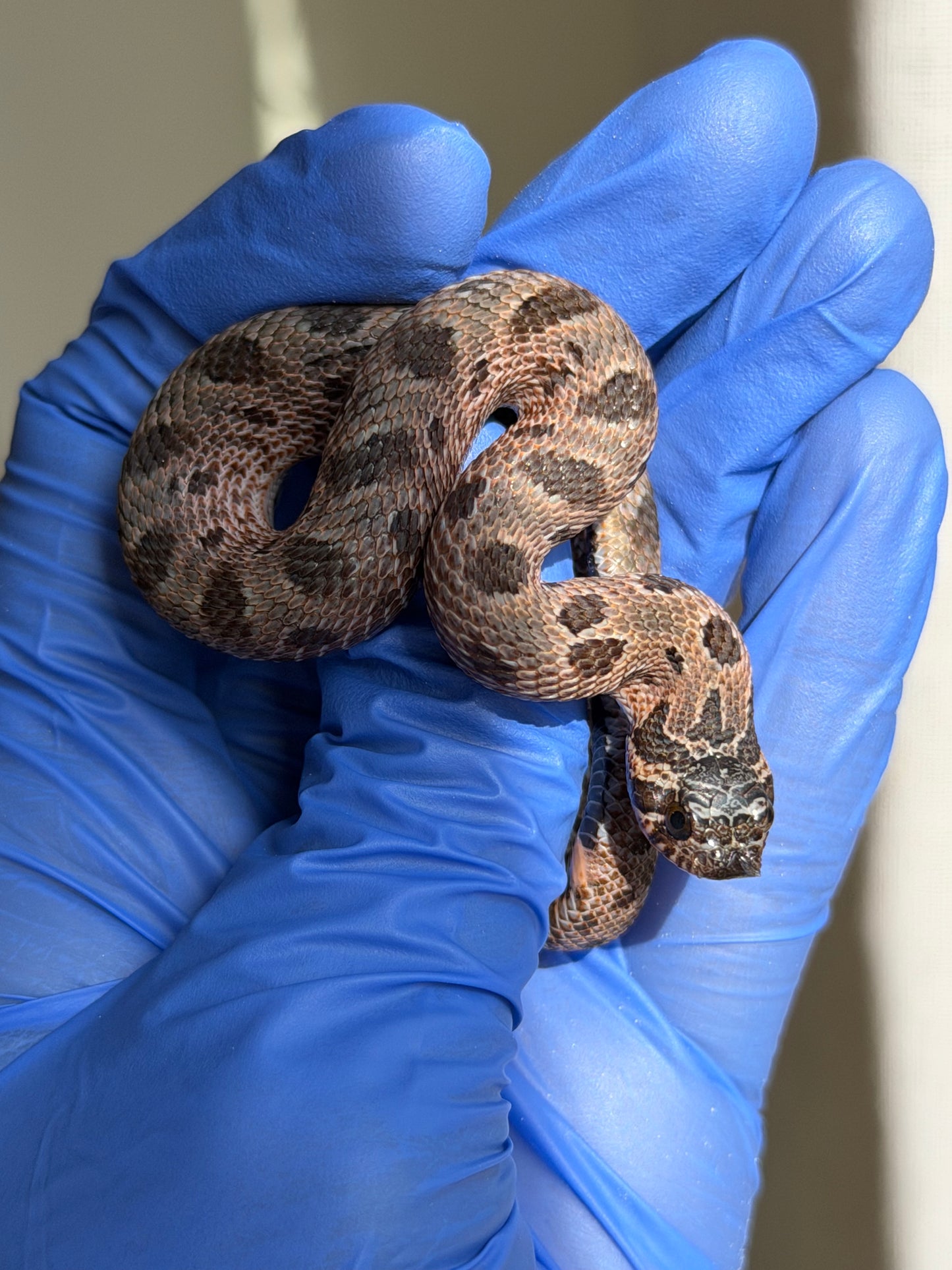 2025 北極紫貂康達66%ph白化 ♂ (H25431)