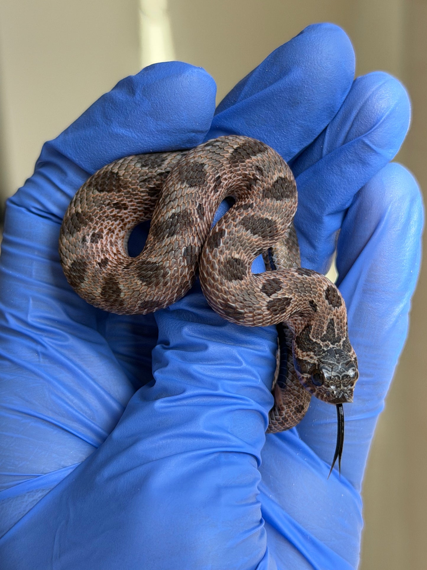 2025 北極紫貂康達66%ph白化 ♂ (H25431)