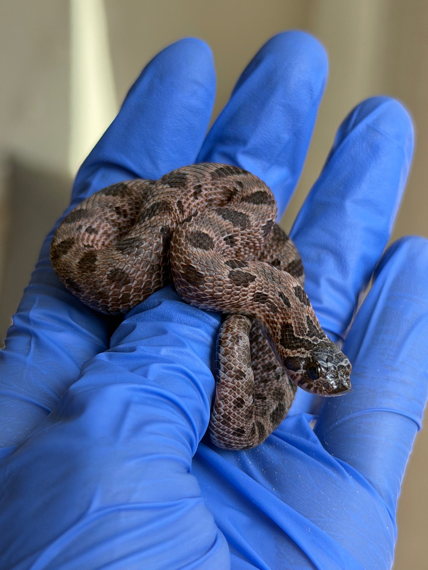 2025 北極紫貂康達66%ph白化 ♂ (H25431)