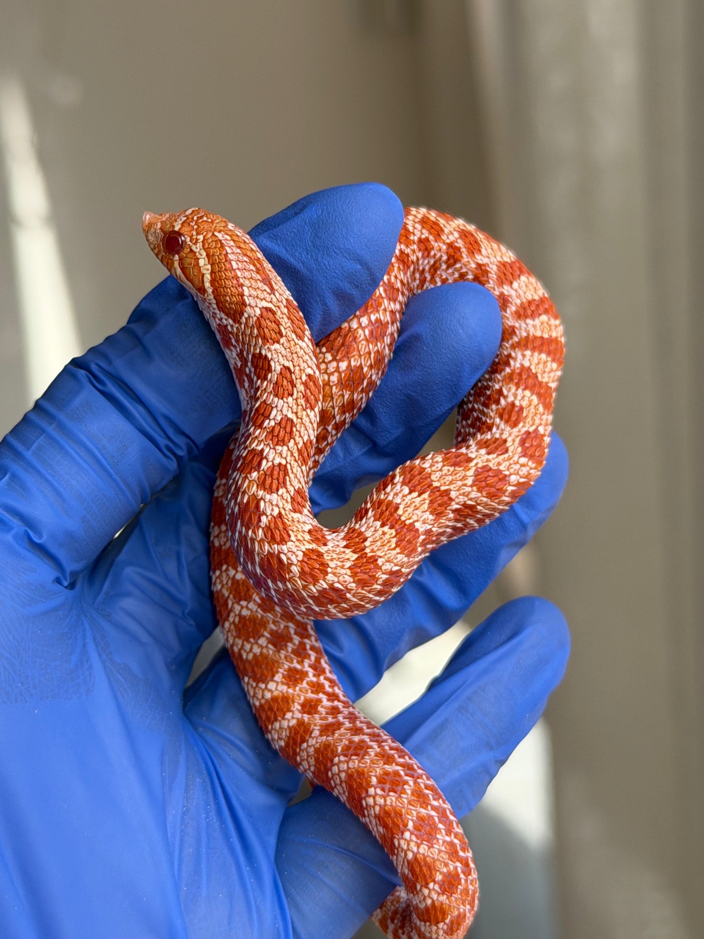 2025 極端紅白化Het珊瑚 ♀ (H25228)