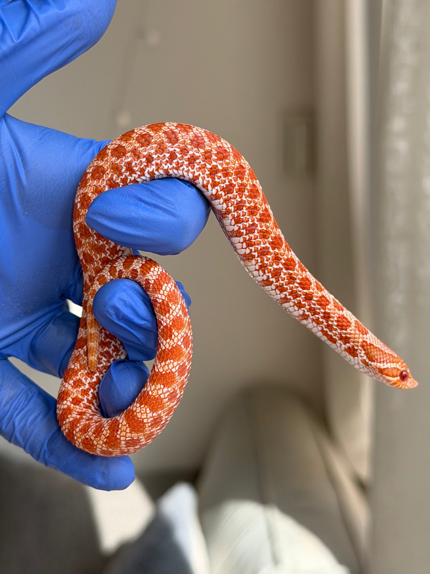 2025 極端紅白化Het珊瑚 ♀ (H25228)