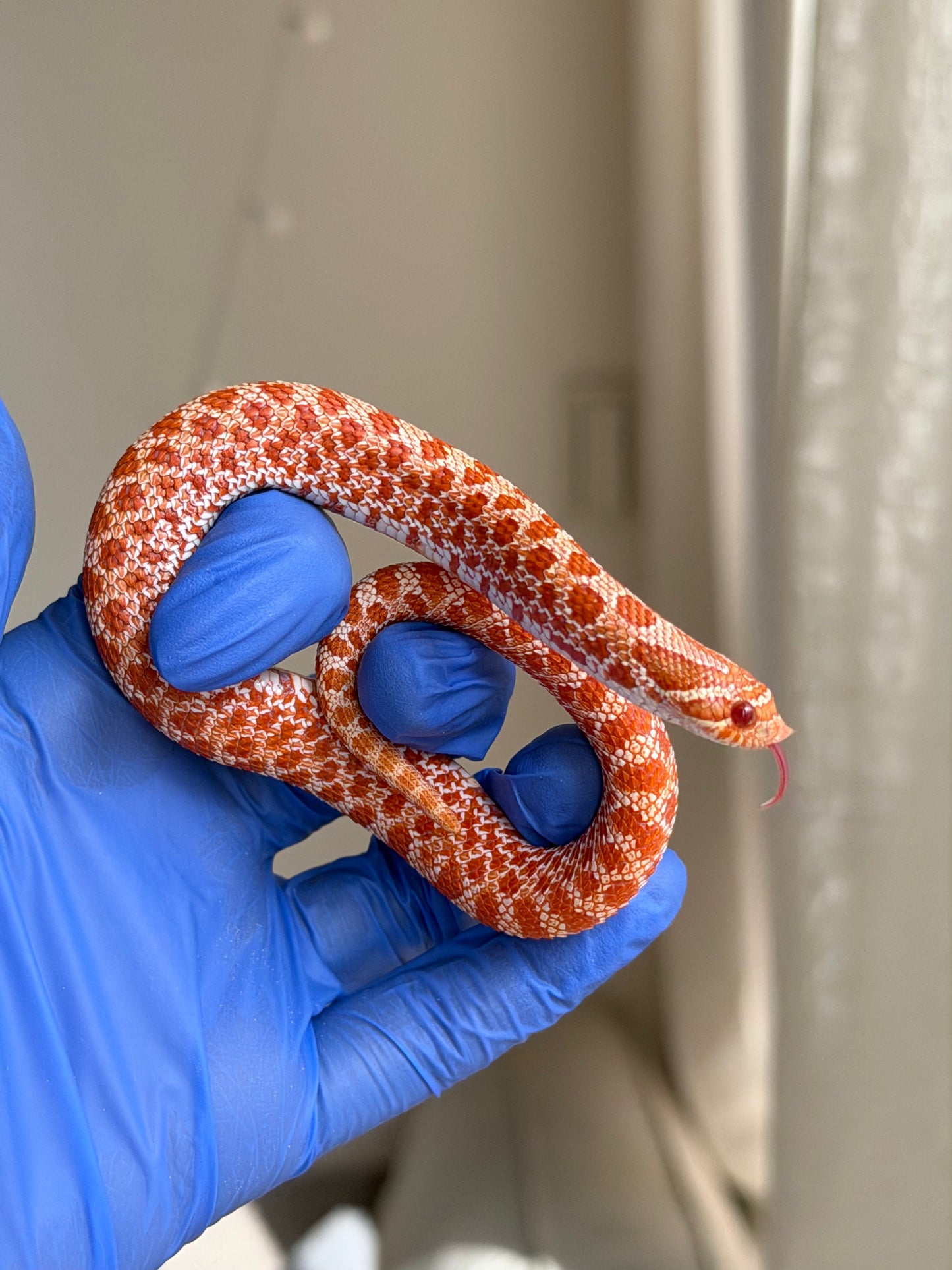 2025 極端紅白化Het珊瑚 ♀ (H25228)