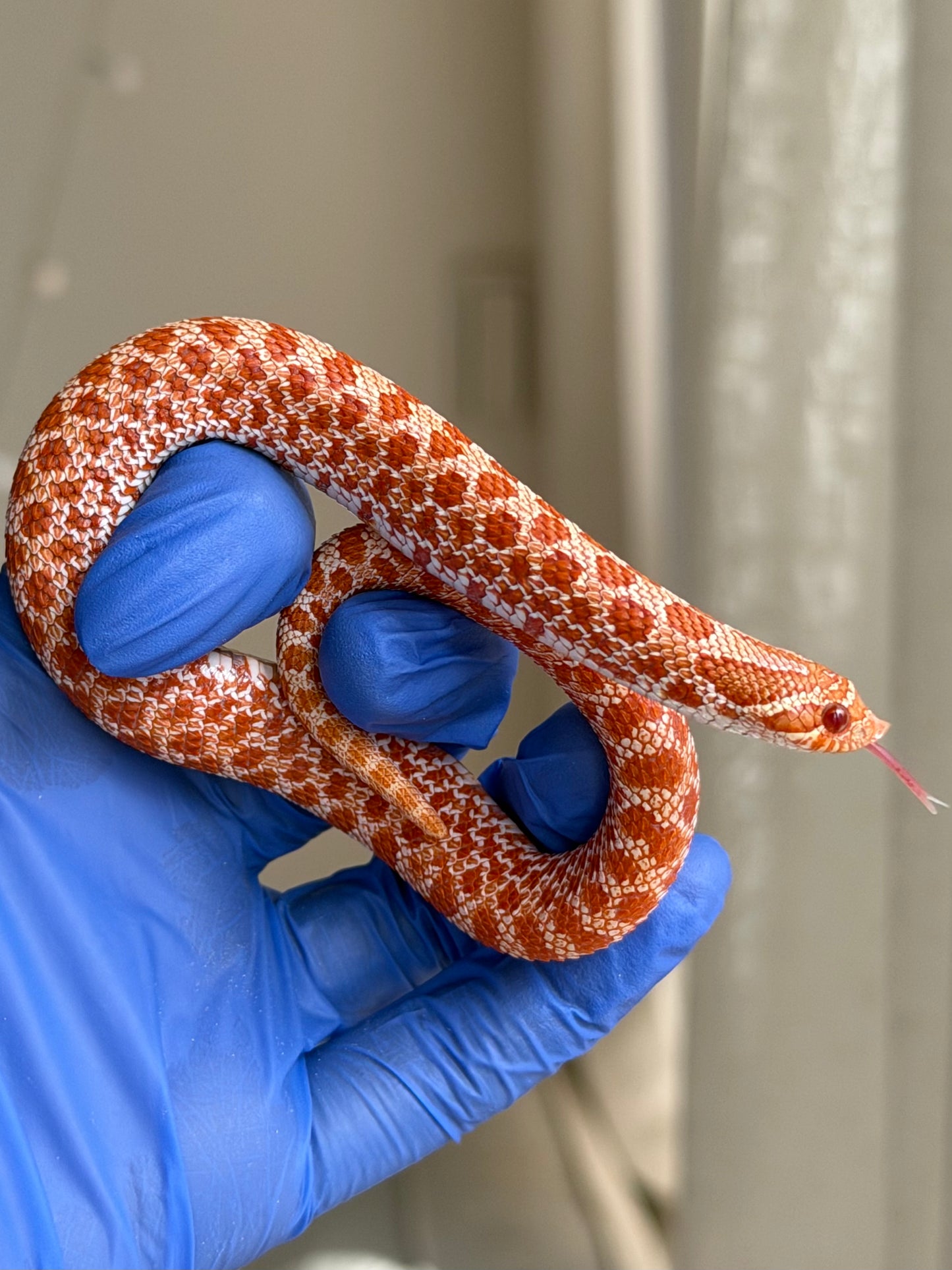 2025 極端紅白化Het珊瑚 ♀ (H25228)