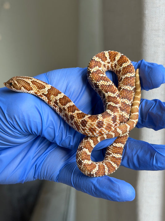 紫紅極端紅X純血沃瑪Cross F1