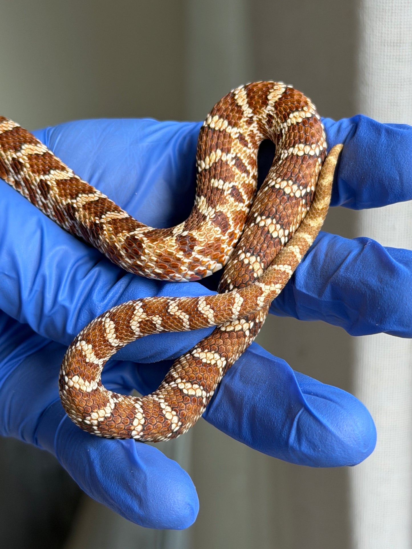 2025 紫紅極端紅X純血沃瑪Cross F1 ♂ (H25050)