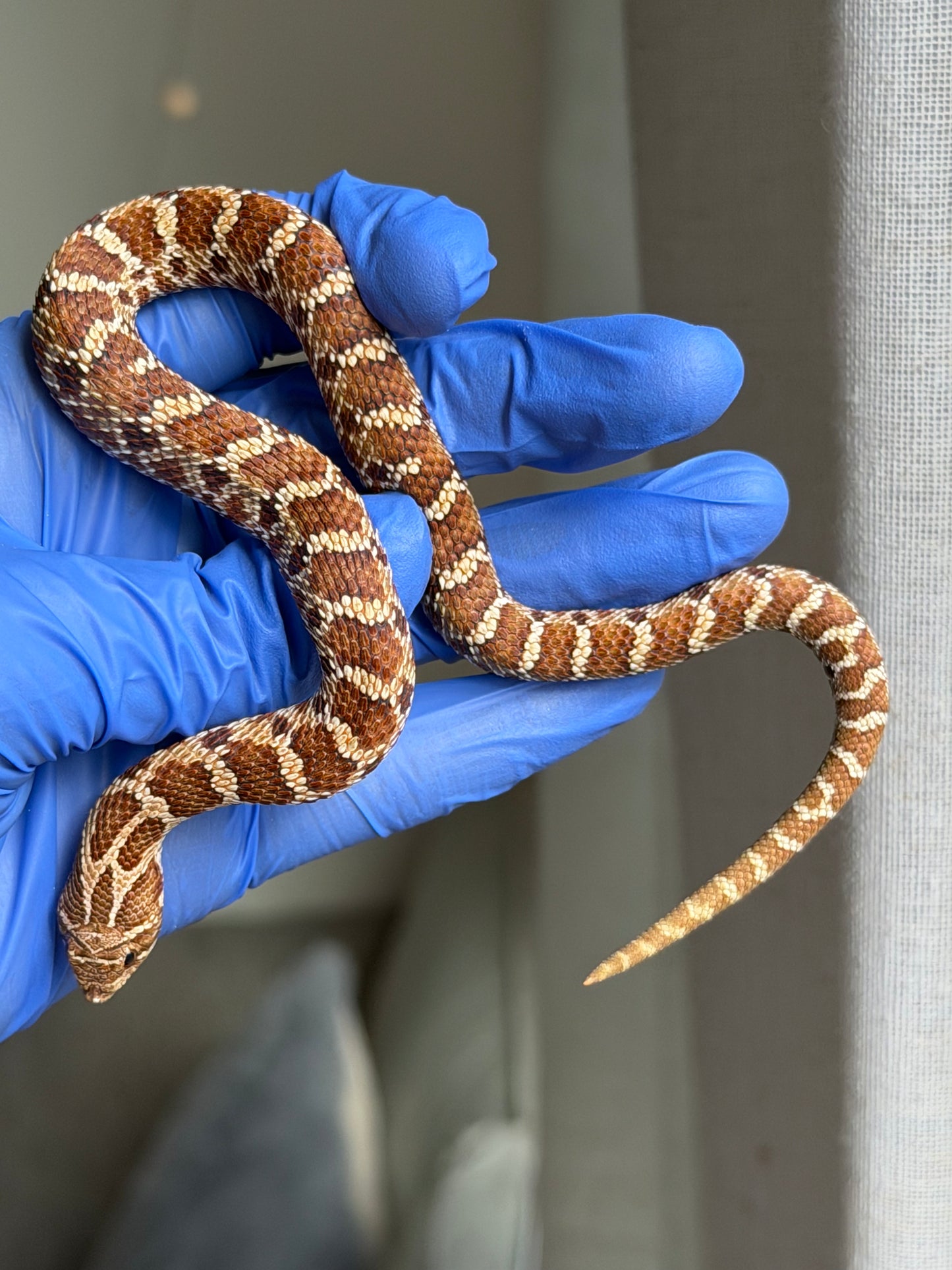 2025 紫紅極端紅X純血沃瑪Cross F1 ♂ (H25050)