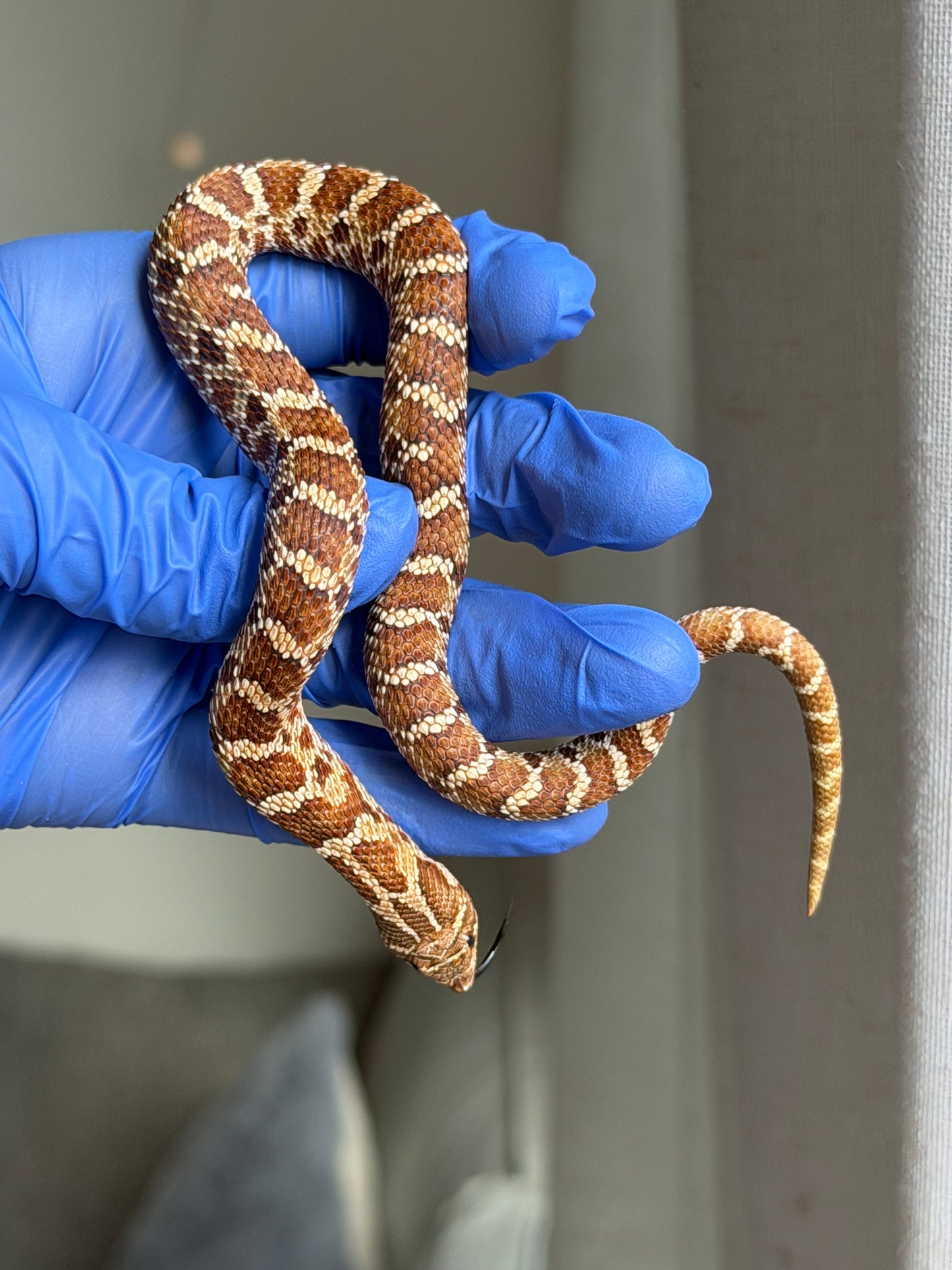 2025 紫紅極端紅X純血沃瑪Cross F1 ♂ (H25050)