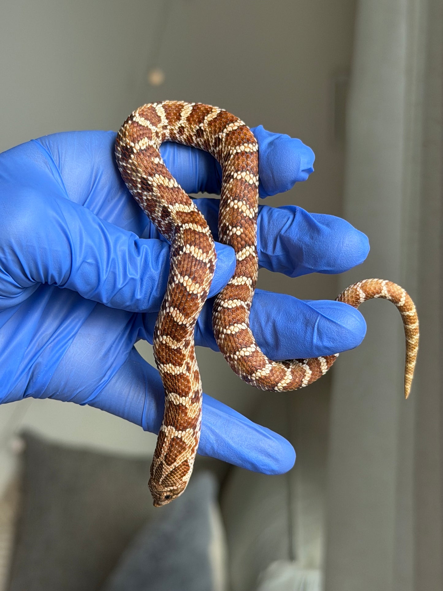 2025 紫紅極端紅X純血沃瑪Cross F1 ♂ (H25050)