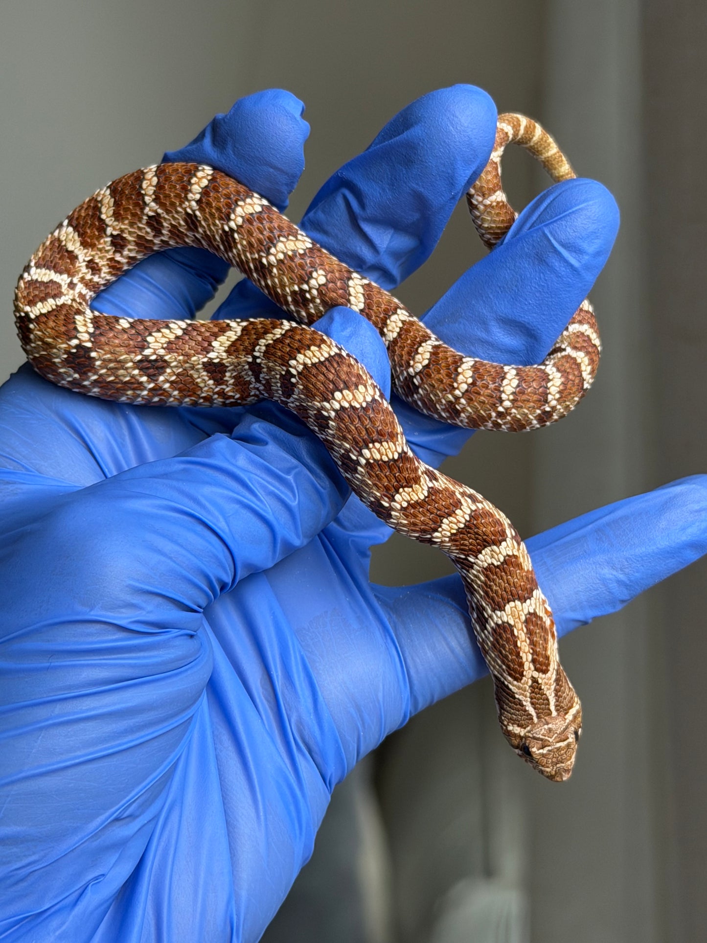 2025 紫紅極端紅X純血沃瑪Cross F1 ♂ (H25050)