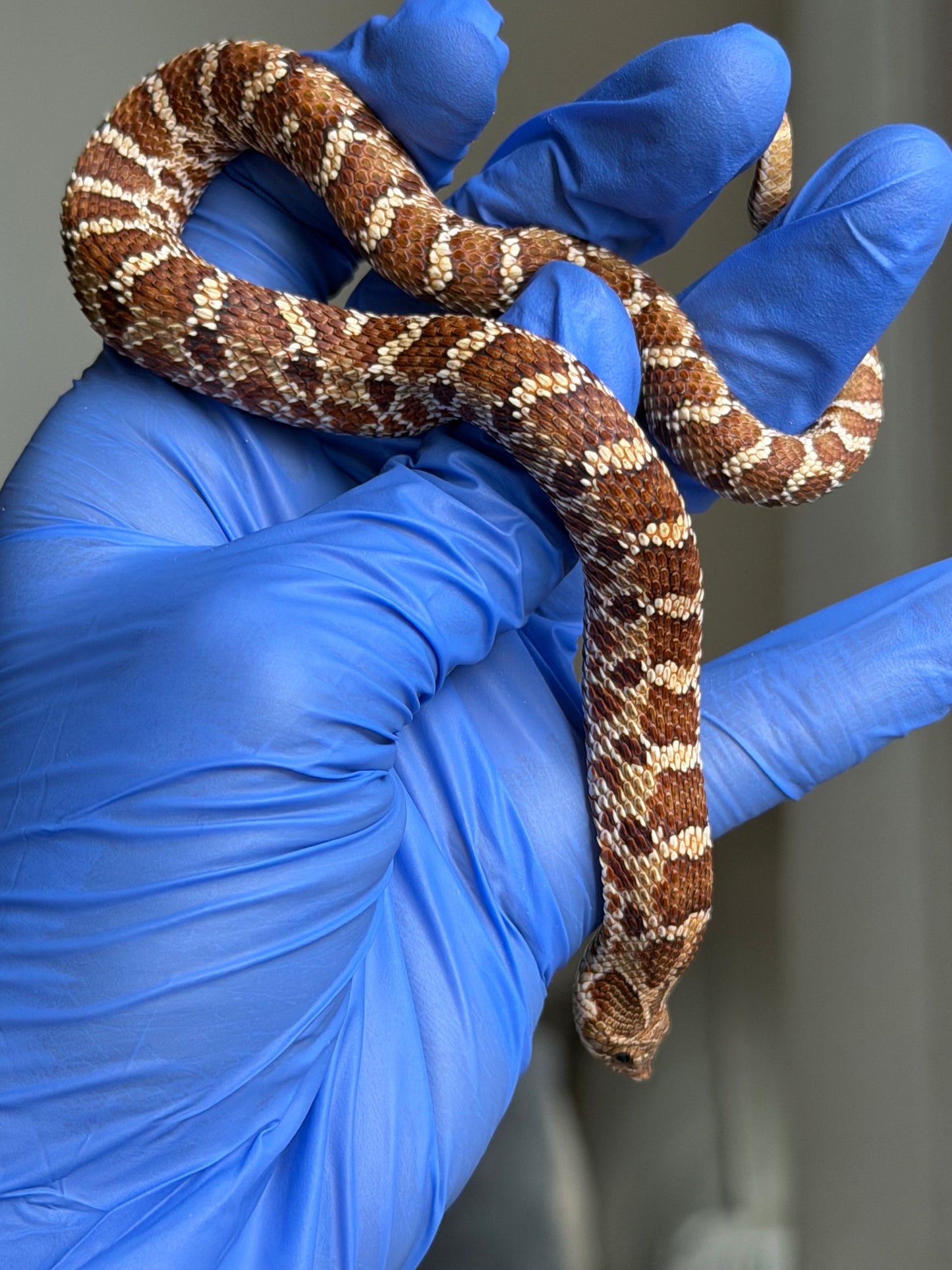 2025 紫紅極端紅X純血沃瑪Cross F1 ♂ (H25050)