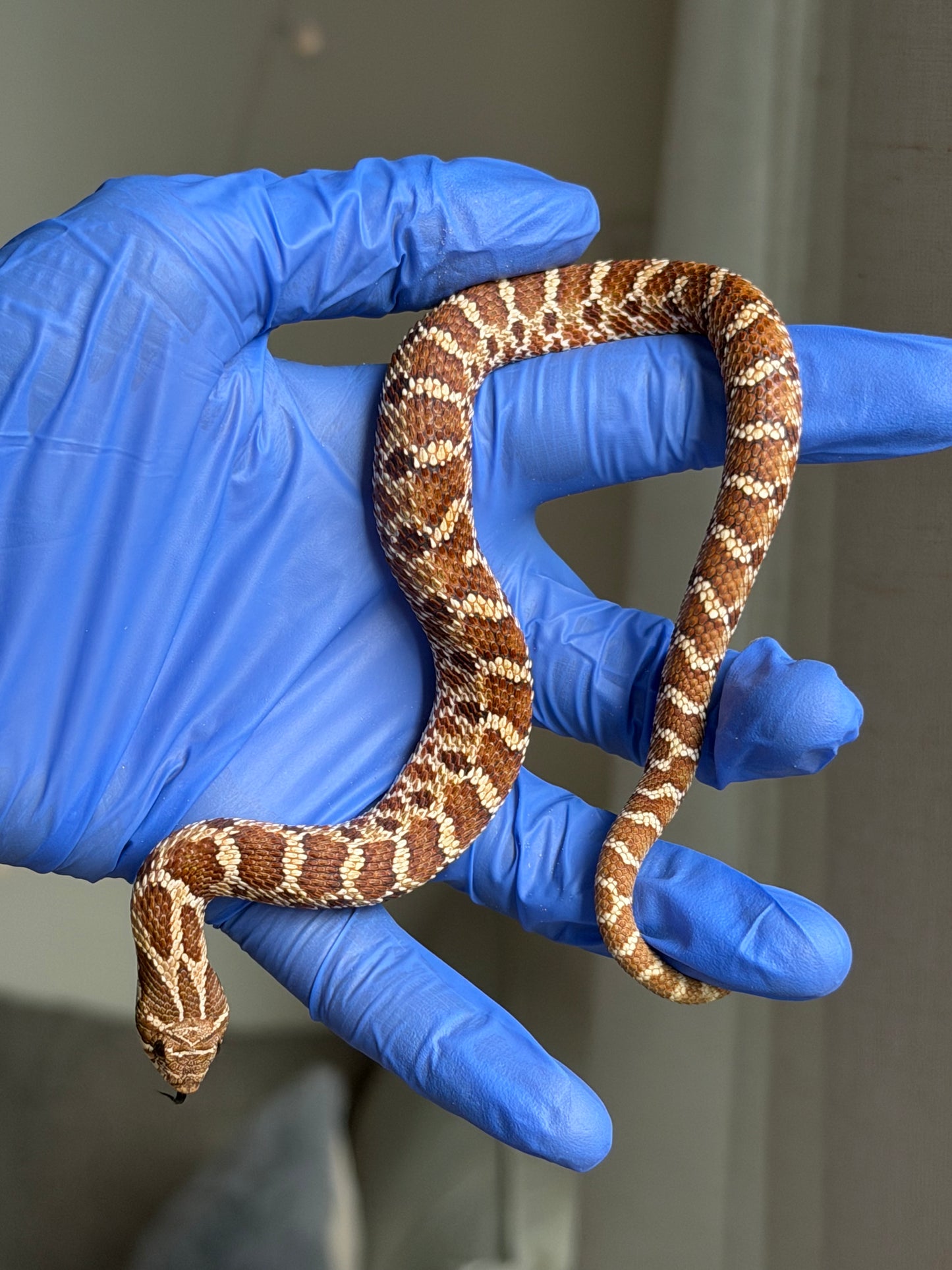 2025 紫紅極端紅X純血沃瑪Cross F1 ♂ (H25050)