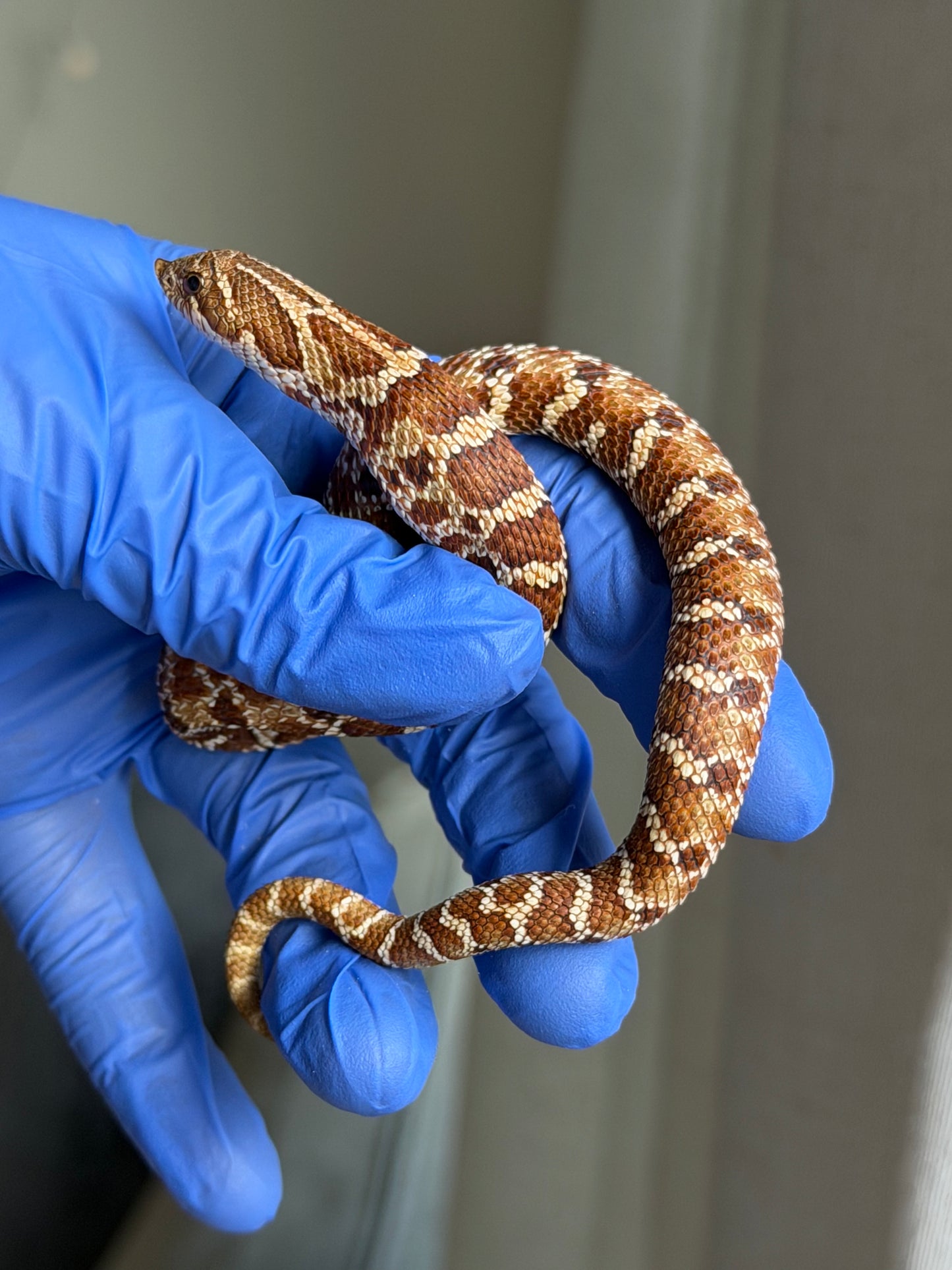 2025 紫紅極端紅X純血沃瑪Cross F1 ♂ (H25050)