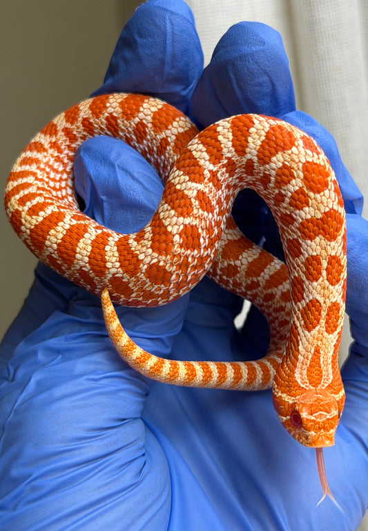 Colorblast Bloodline Albino Het Snow 50%ph Sable