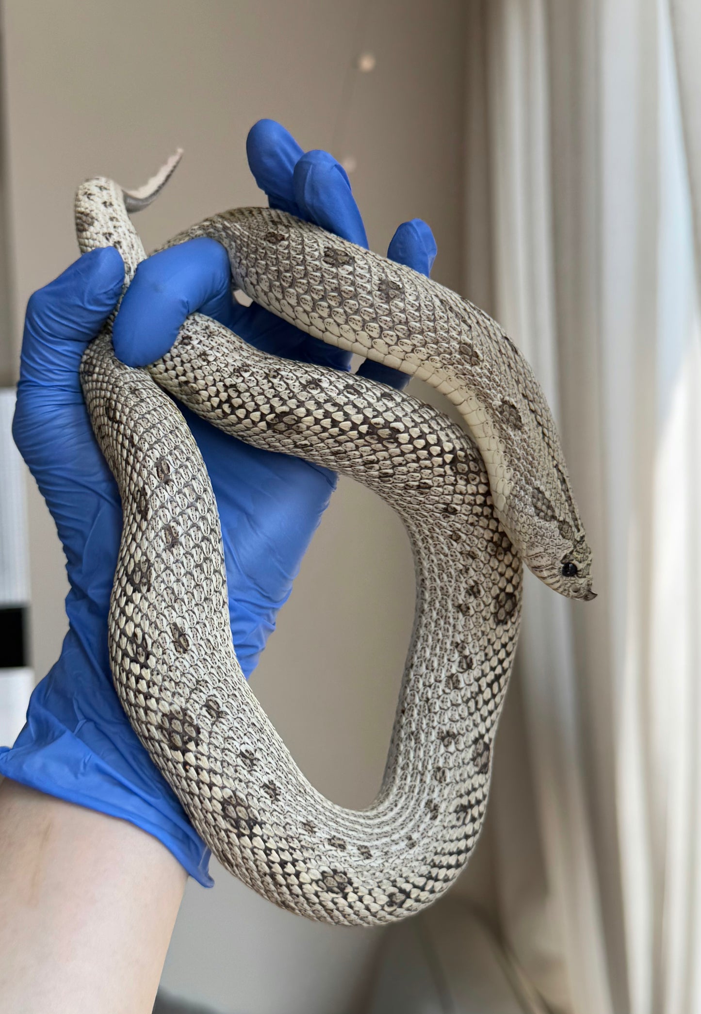 2022 超級北極康達Het白化 ♀ (驗證種母)