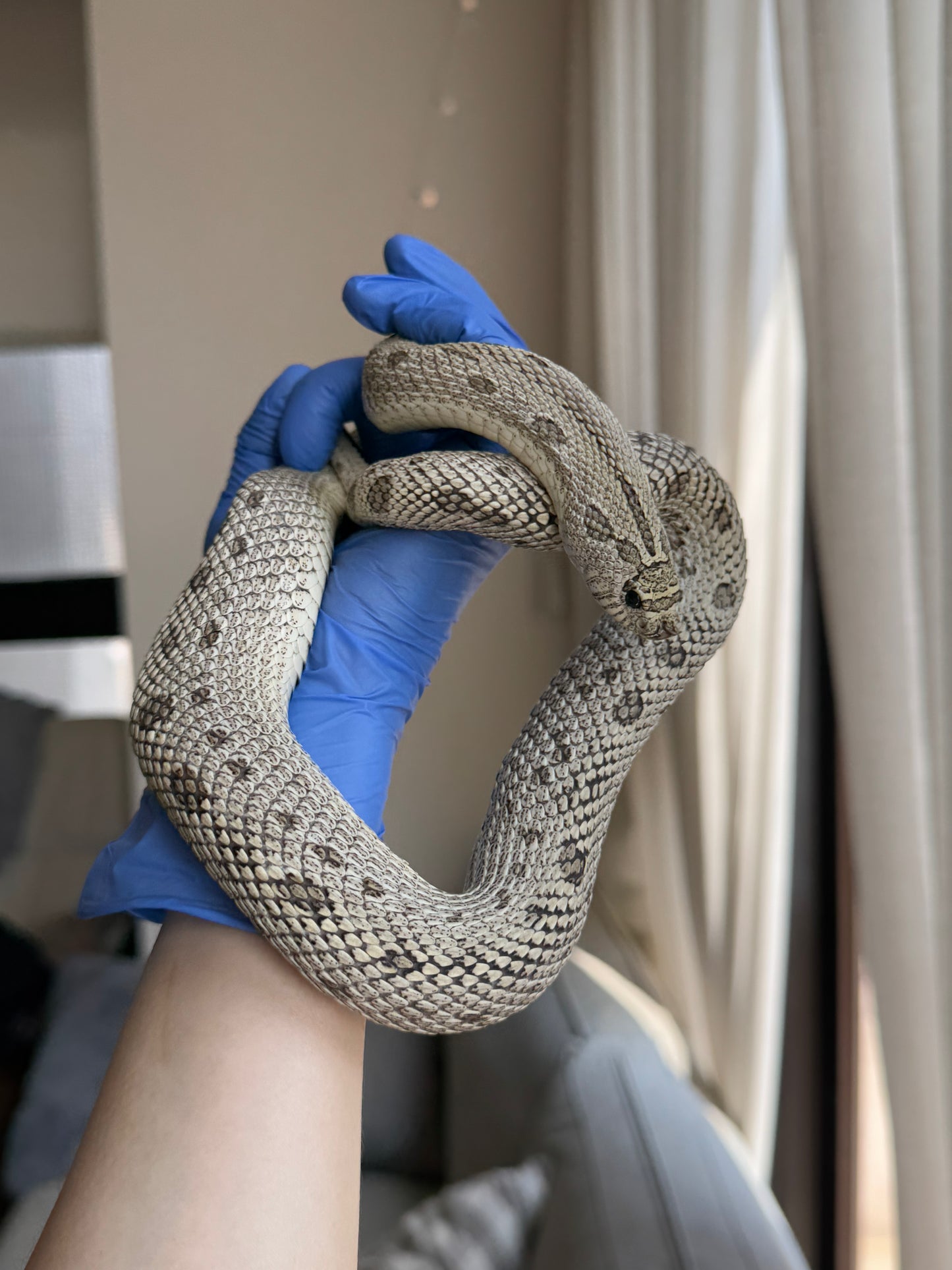 2022 超級北極康達Het白化 ♀ (驗證種母)