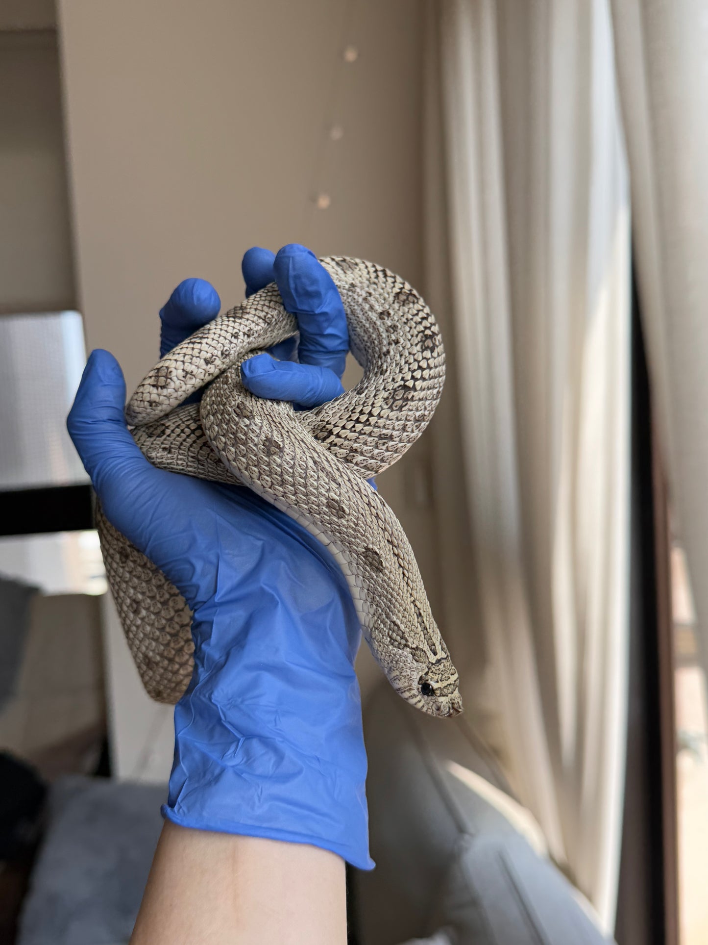 2022 超級北極康達Het白化 ♀ (驗證種母)