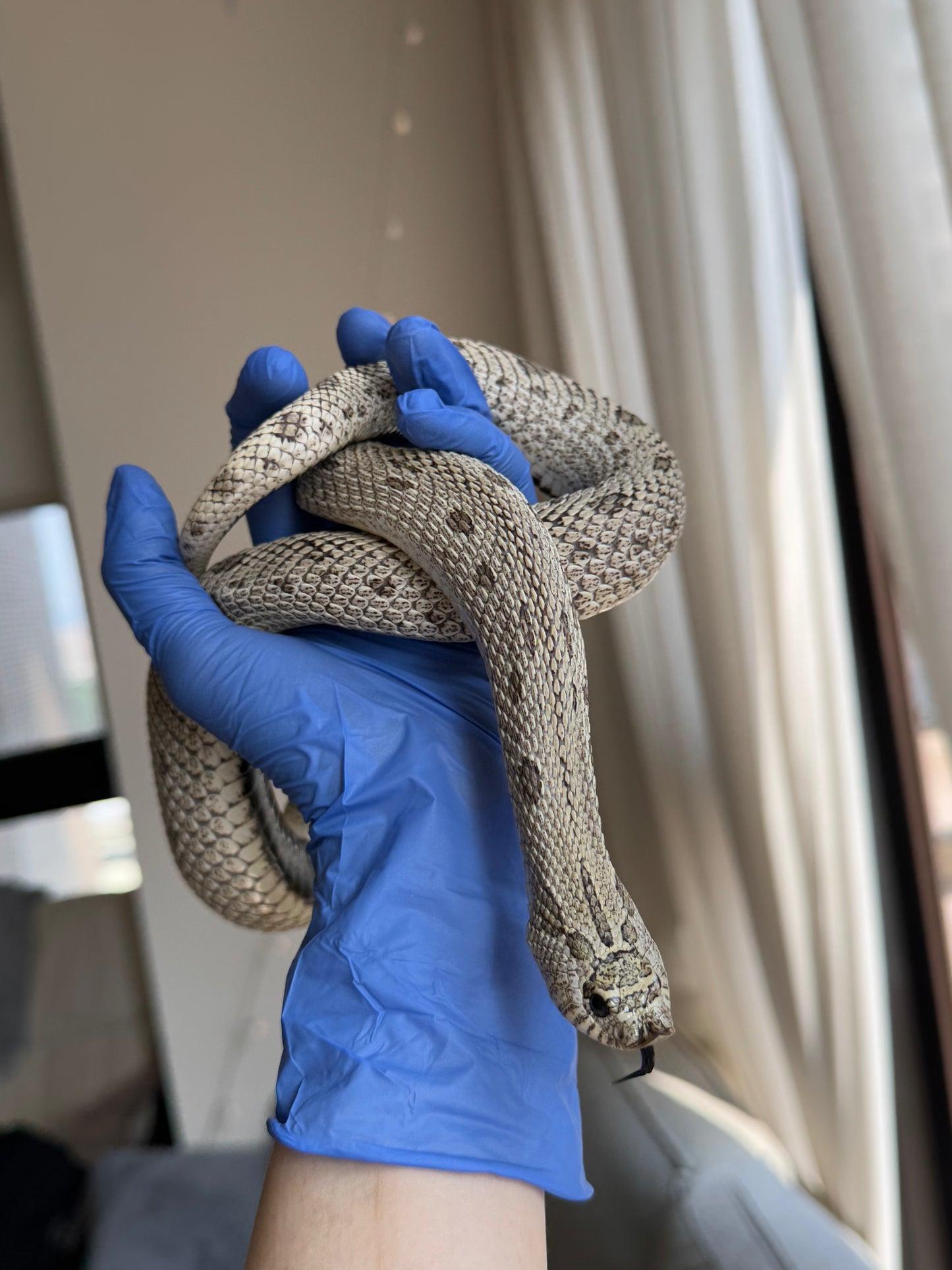 2022 超級北極康達Het白化 ♀ (驗證種母)