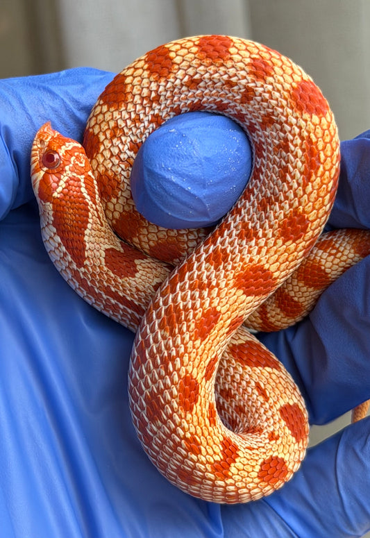 Gray Matter Fourth generation Extreme Red Albino Conda
