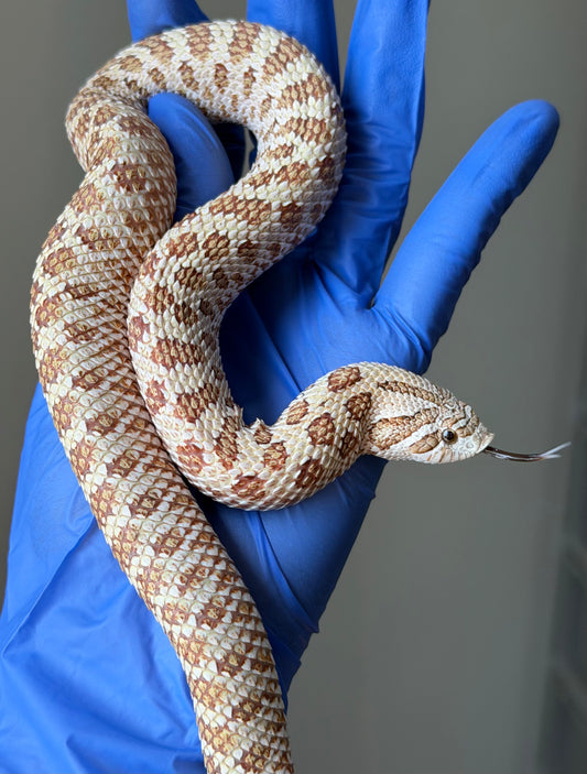 北極太妃Het紫貂