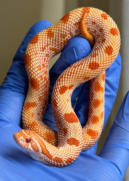 50%Colorblast Albino Conda Het Sable