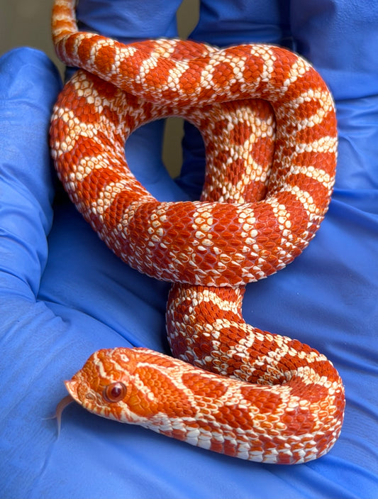 Gray Matter Fourth generation Extreme Red Albino