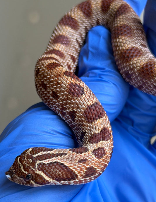 Gray Matter Fourth generation Extreme Red Conda Het Albino