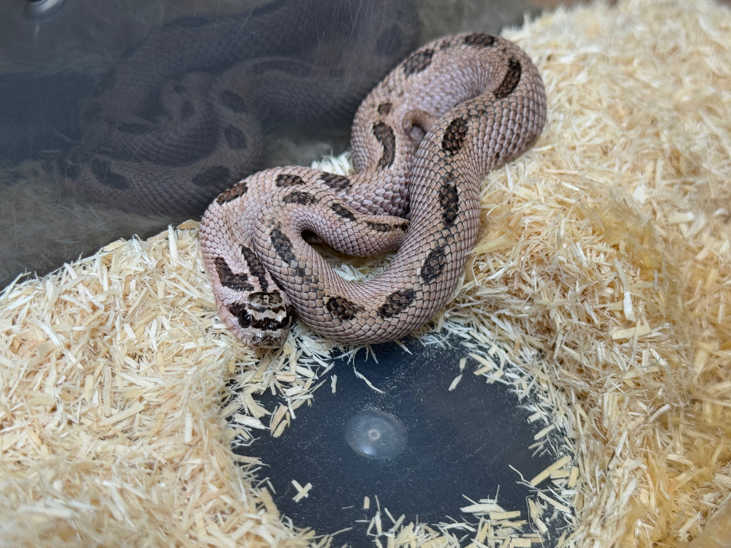 2025 超級北極康達Pos超級康達Het紫貂66%ph白化 ♂ (H25144)