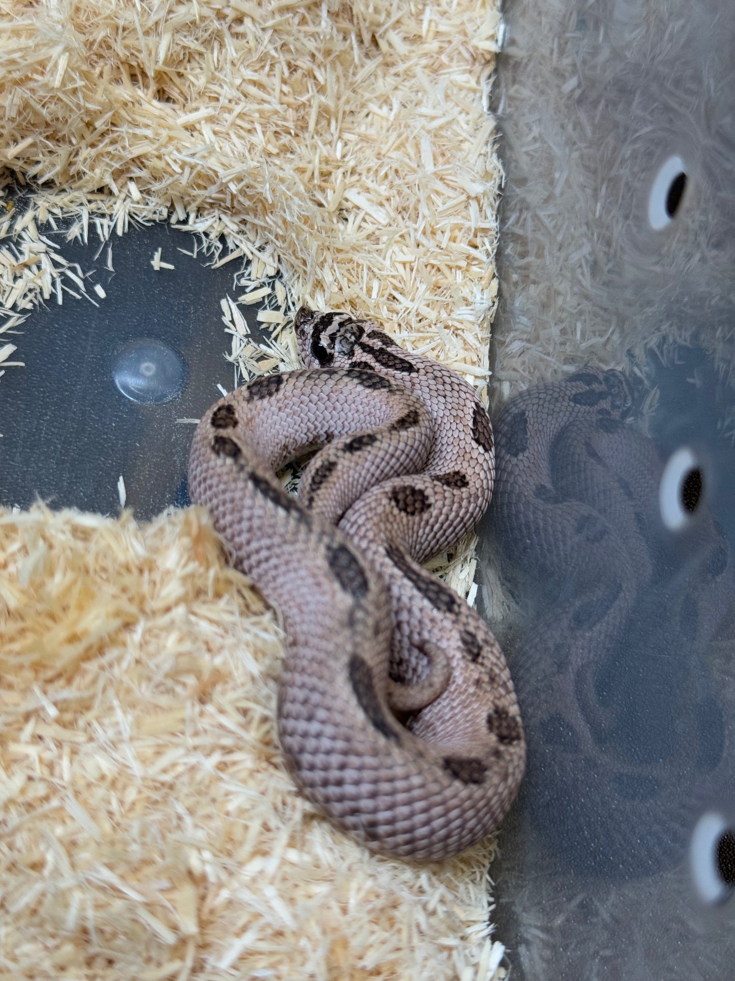 2025 超級北極康達Pos超級康達Het紫貂66%ph白化 ♂ (H25144)