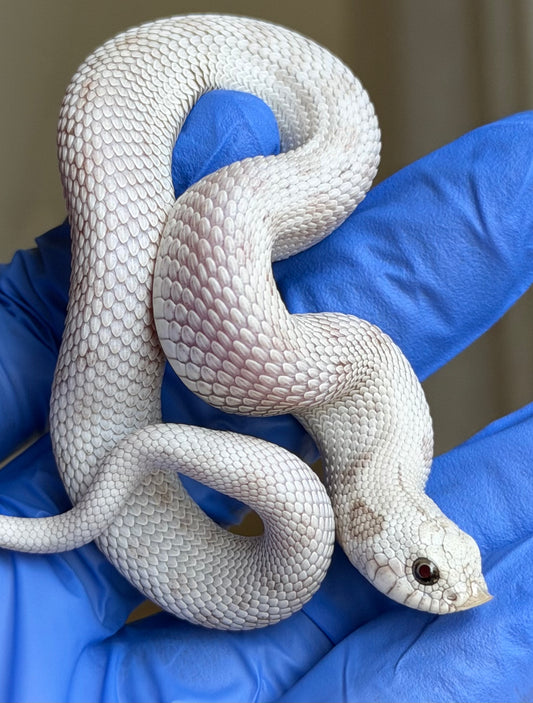 Antarctic Toffee Conda 50%ph Axanthic