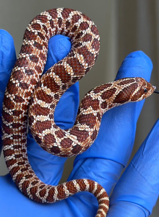 Gray Matter Fourth generation Extreme Red Het Albino
