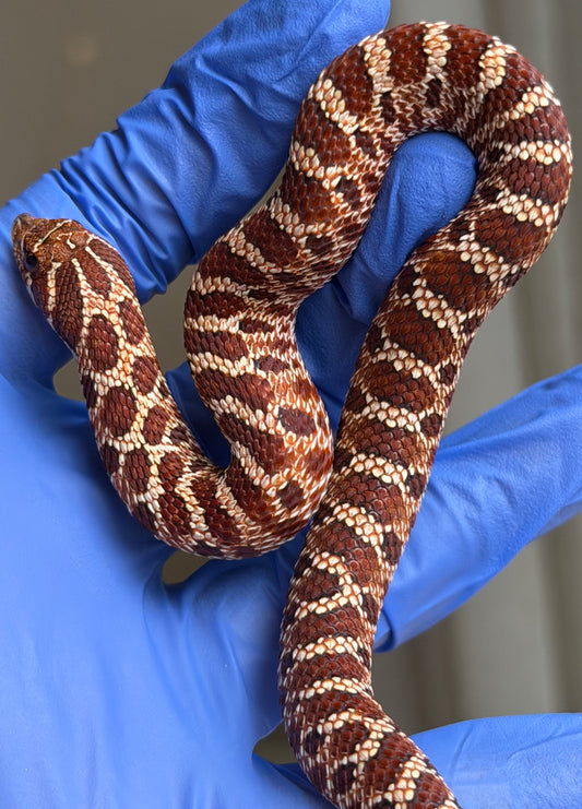 Gray Matter Fourth generation Extreme Red Het Albino