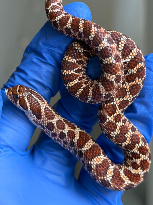 Gray Matter Fourth generation Extreme Red Het Albino