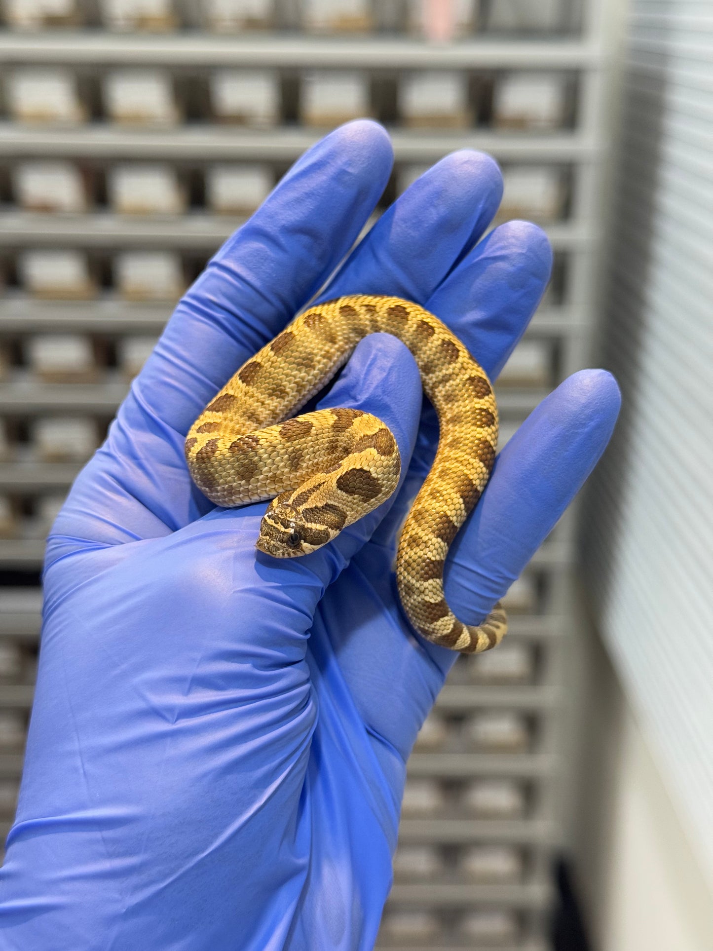 2025 康達Het白化, 檸檬鬼沃瑪血系 ♂ (H25438)