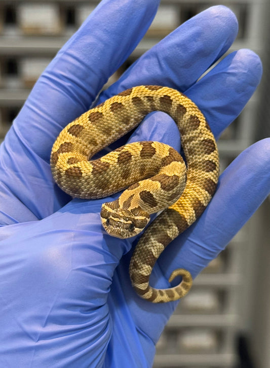 2025 康達Het白化, 檸檬鬼沃瑪血系 ♂ (H25438)