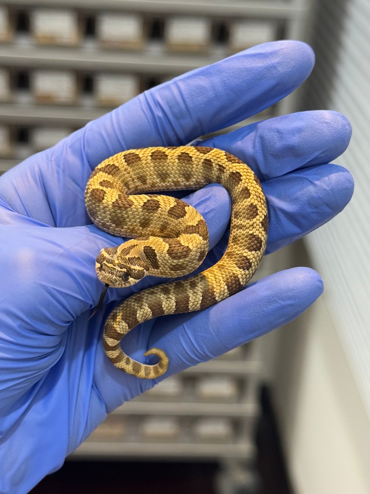 2025 康達Het白化, 檸檬鬼沃瑪血系 ♂ (H25438)