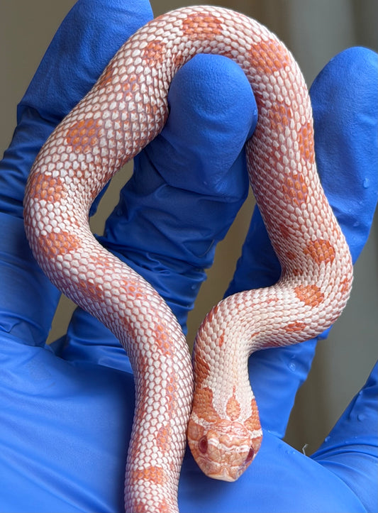 Extreme Red Coral Conda