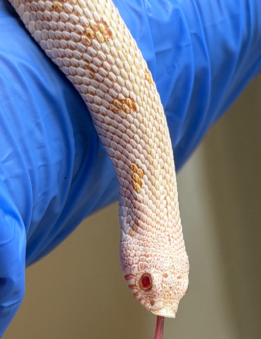 Albino Arctic Conda Skullface Het Sable ph Lavender