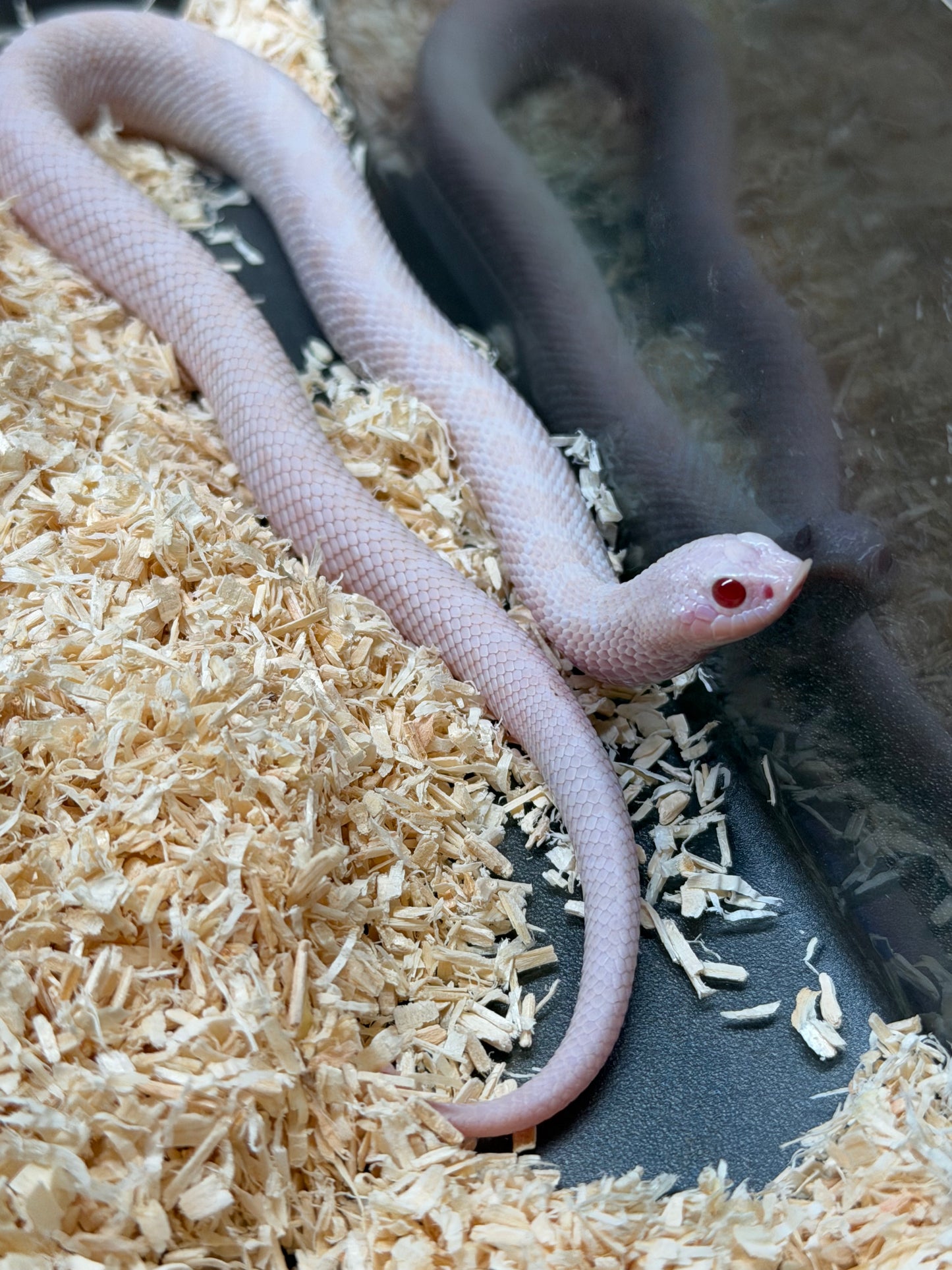 雪爆