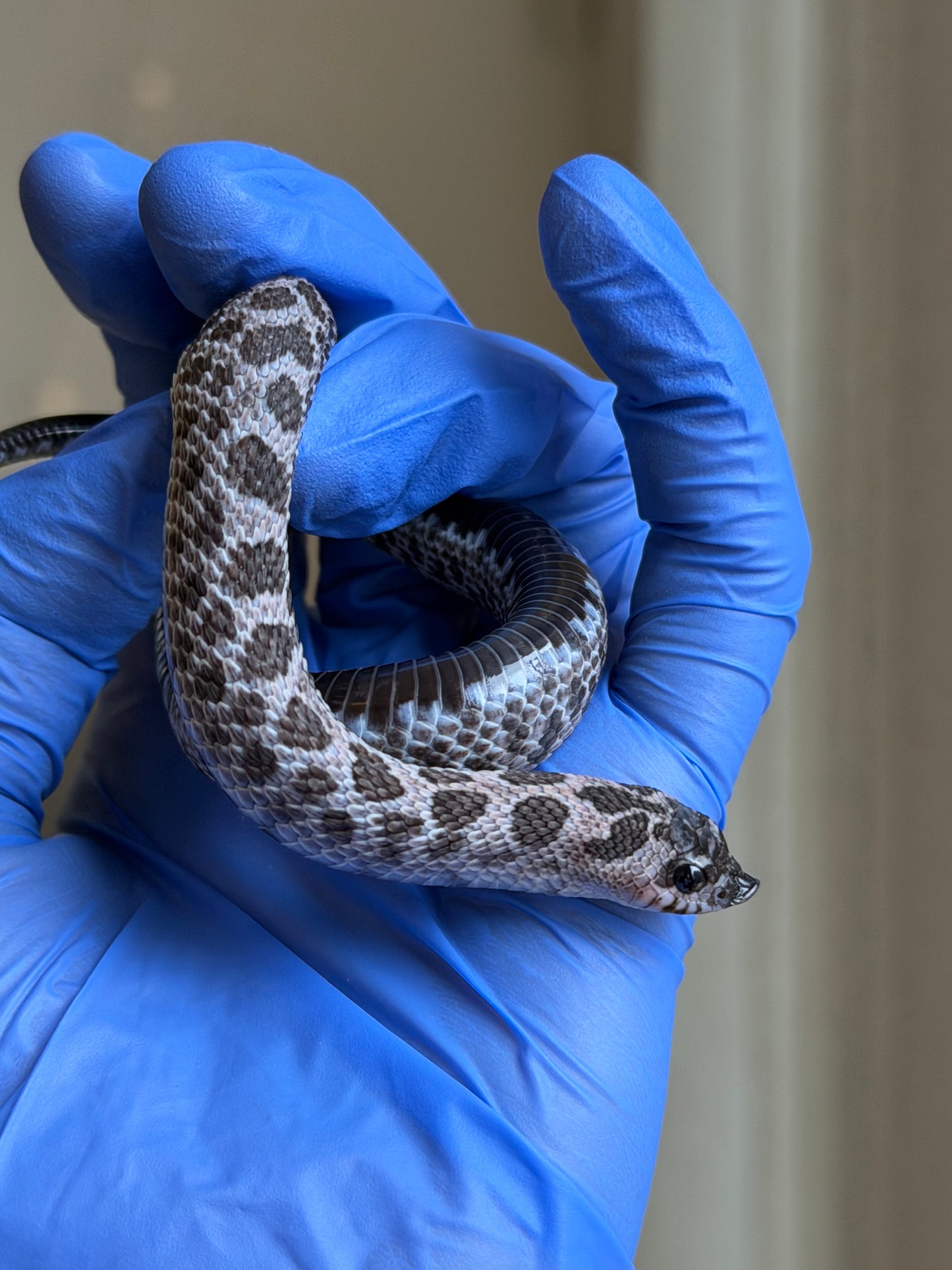 2025 超級北極紫貂66%ph白化 ♂ (H25195)