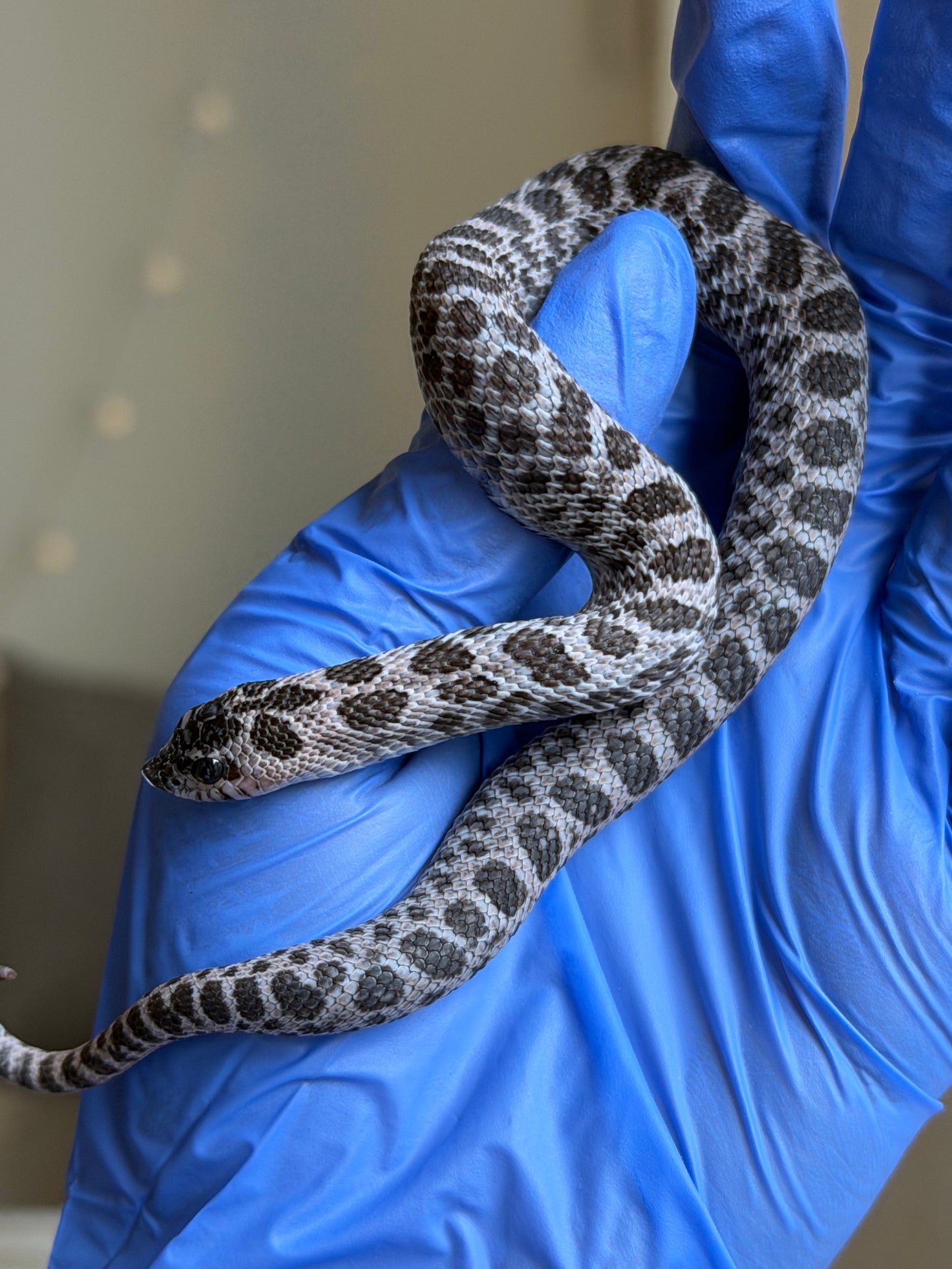 2025 超級北極紫貂66%ph白化 ♂ (H25195)